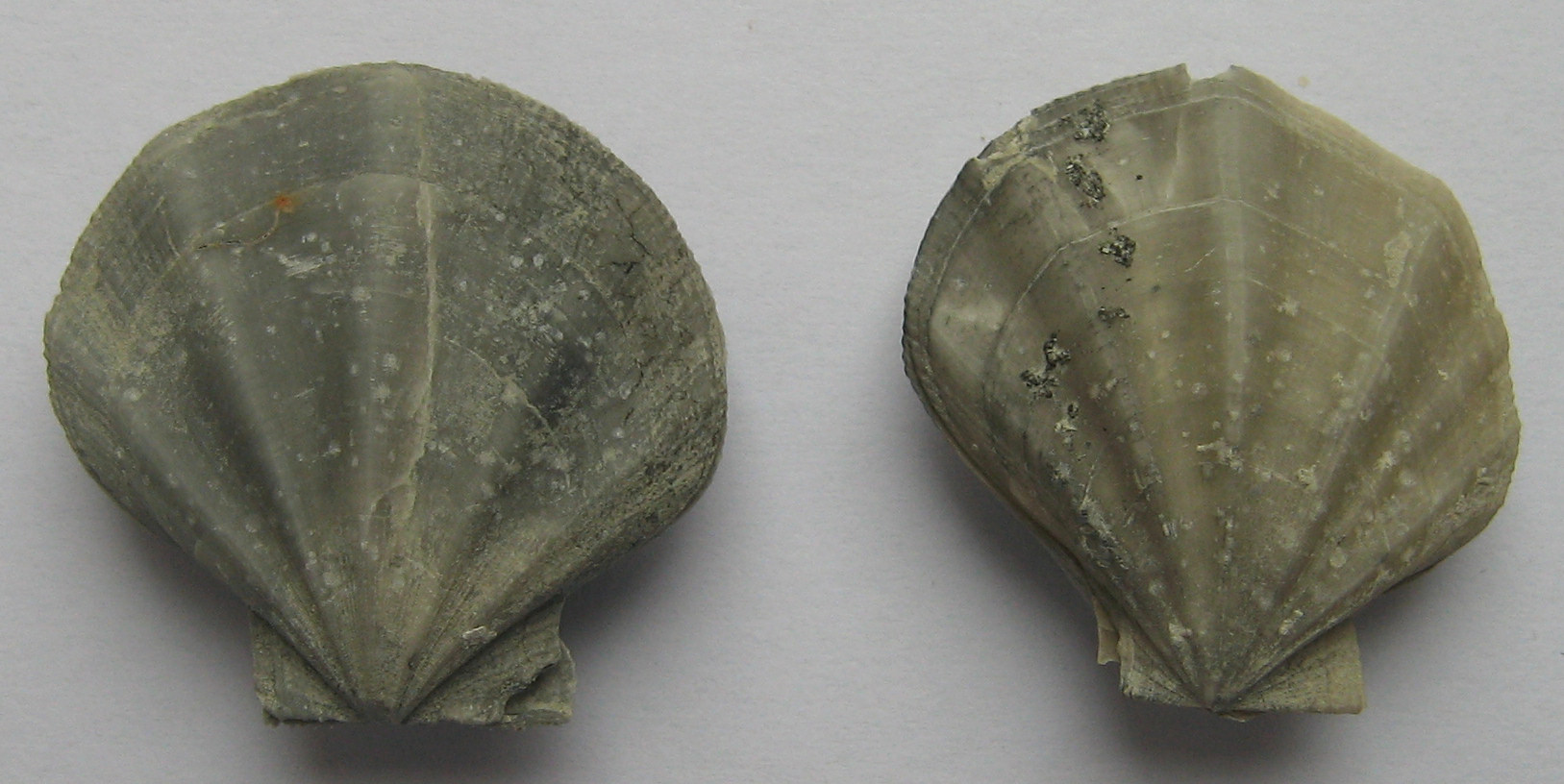 pseudamussium peslutae